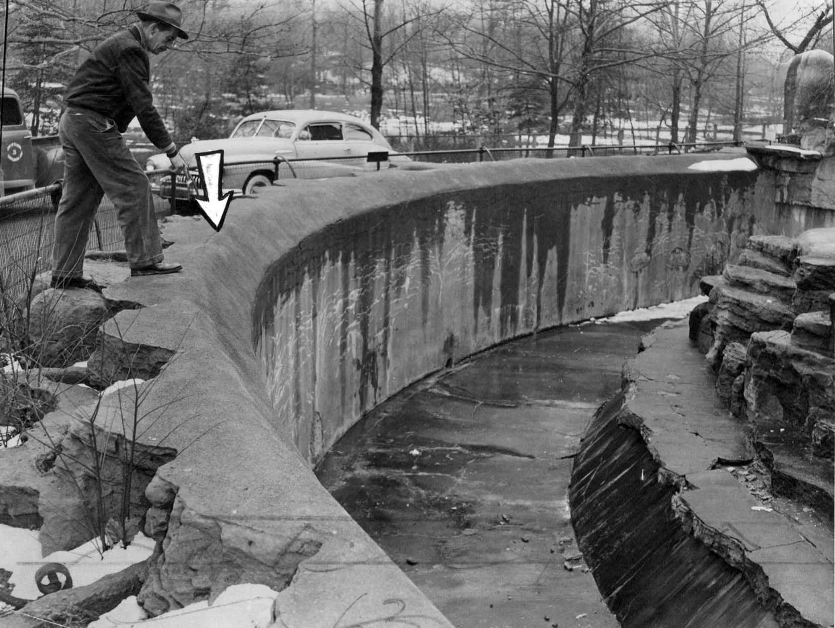 Bears at the St. Louis Zoo in 1949